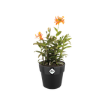 b.for original rund 16cm living schwarz